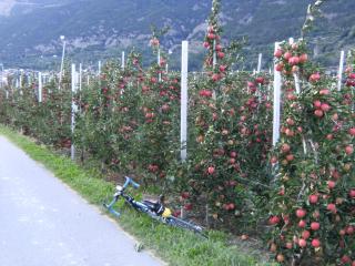 Along the living apple gardens