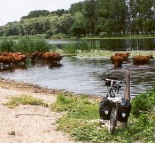 Cow herd at Kurortnoe