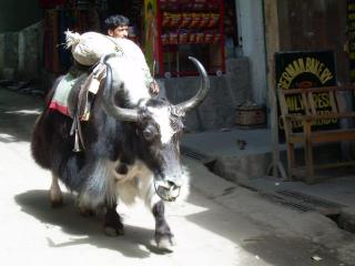 Buffalo and Yaks everywhere in the streets of Manali